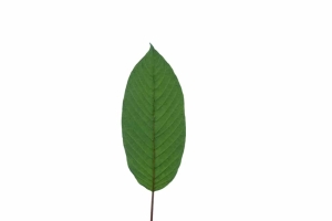 A,Branch,Of,Kratom,Leaves,On,White,Isolated,Background,For