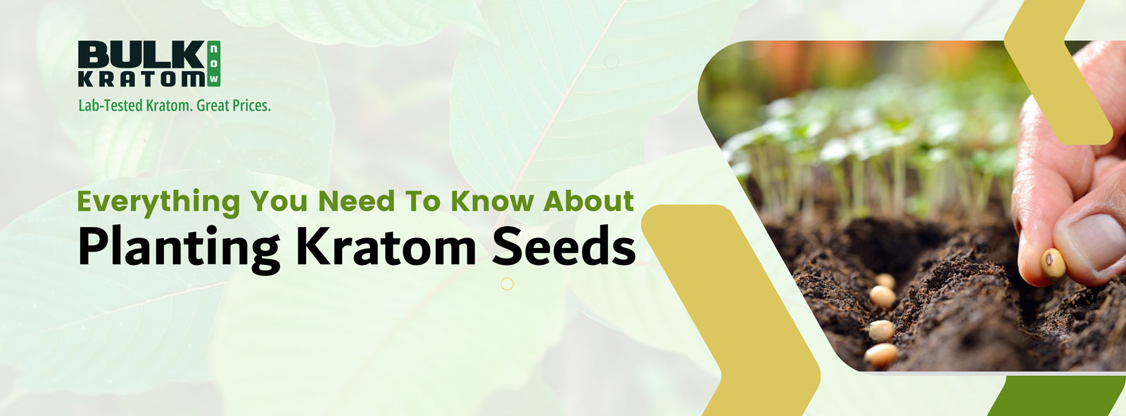Everything You Need to Know About Planting Kratom Seeds
