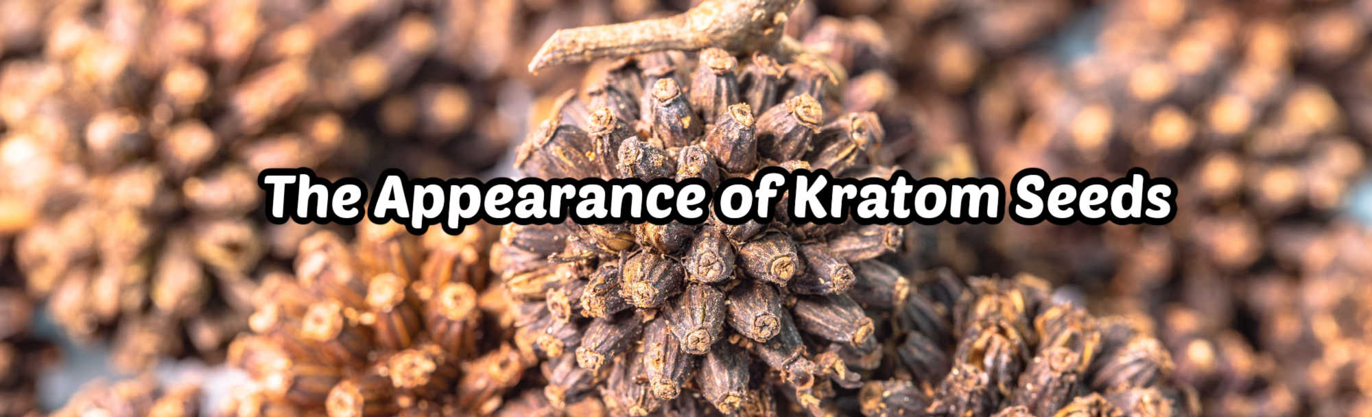 image of kratom seeds appearance