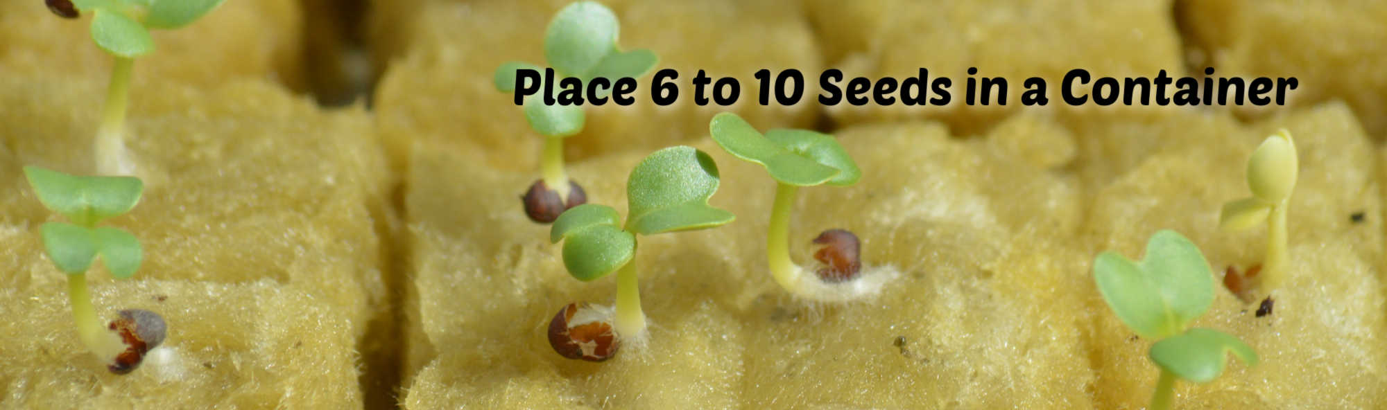 image of place 6 to 10 seeds in a container