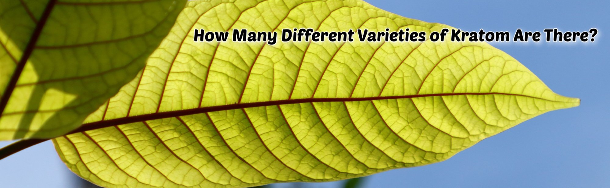 image of how many different varities of kratom are there