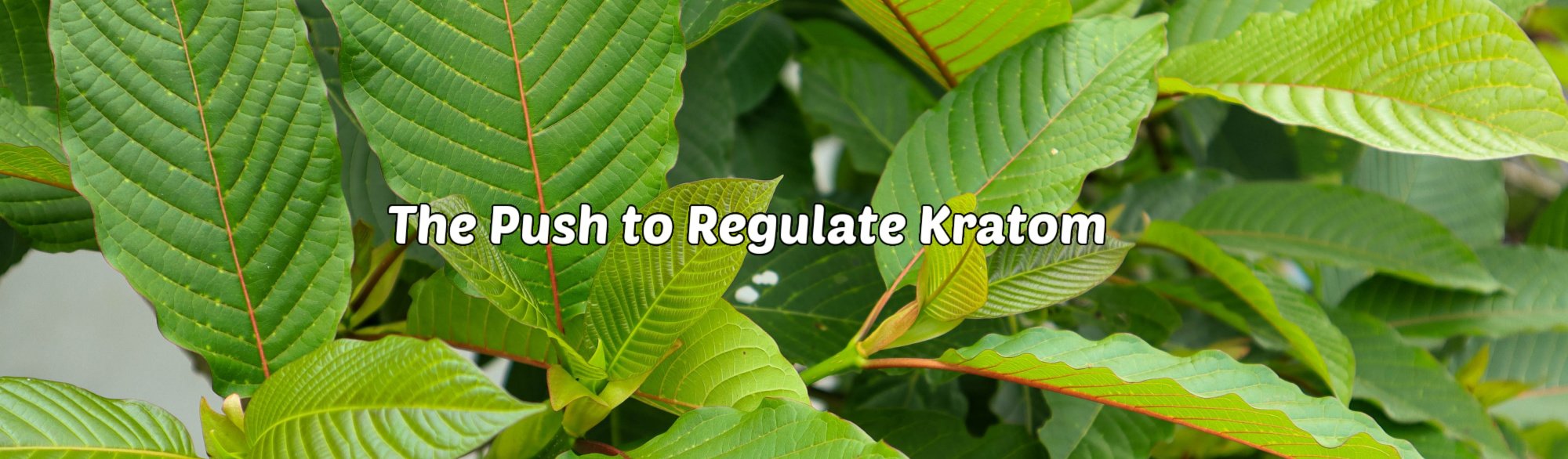 image of the push to regulate kratom
