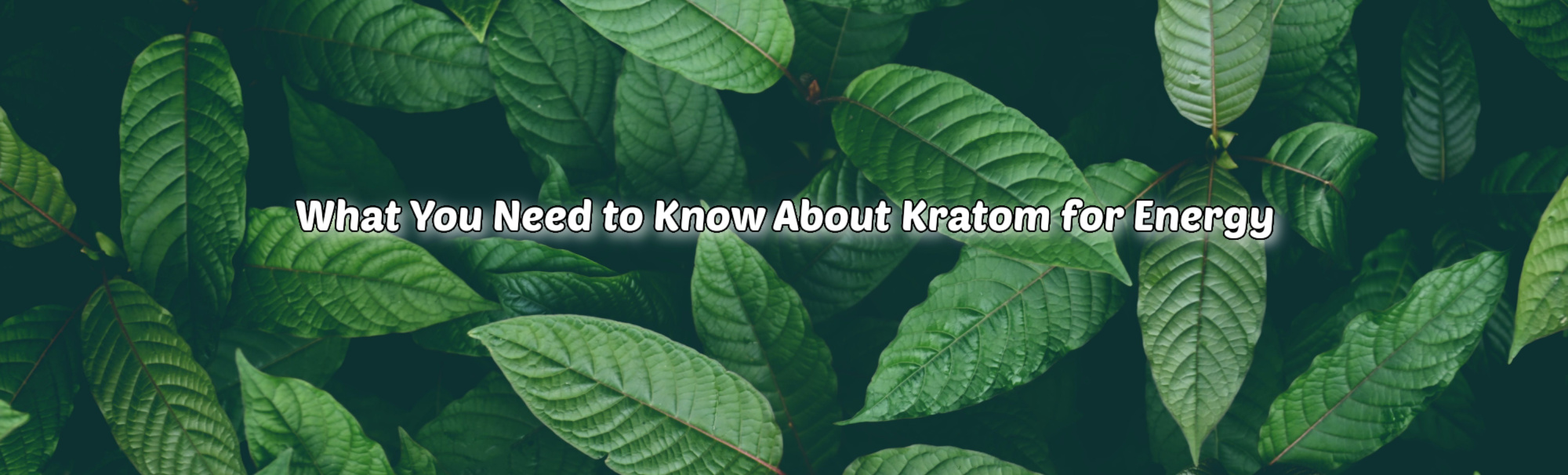 image of what you need to know about kratom for energy