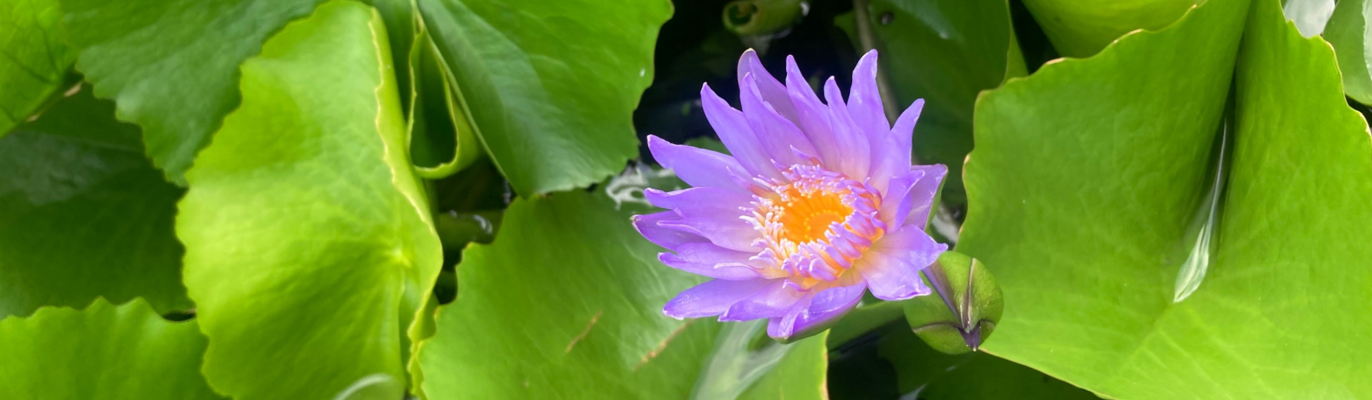 Blue Lotus vs Kratom: A Detailed Comparison
