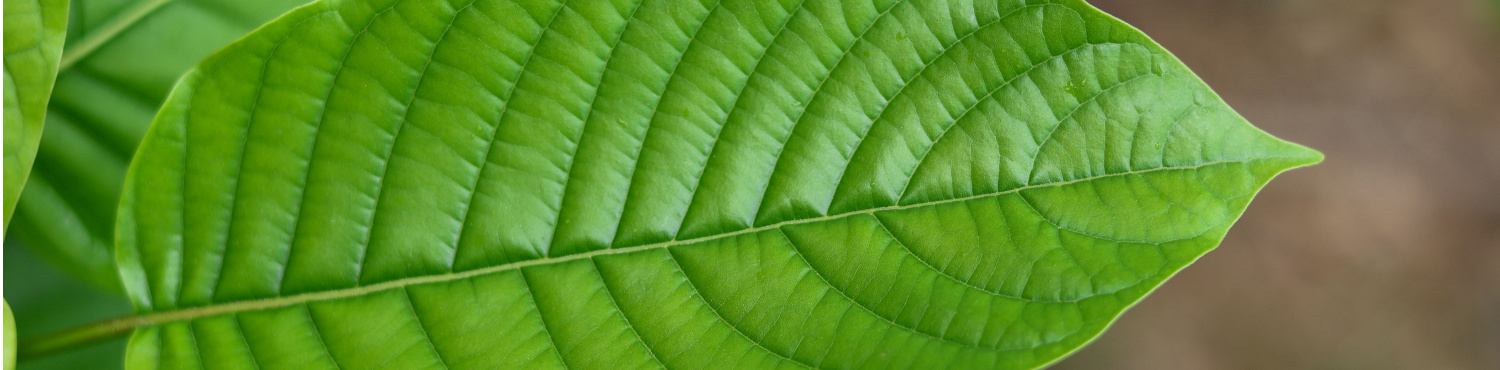 image of green vs white kratom