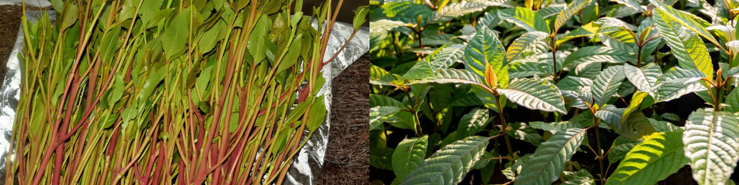 image of possible side effects of khat and kratom