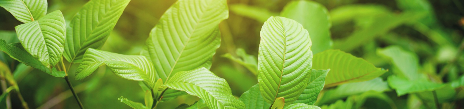 Kratom and Blue Lotus: Are They Safe to Combine?