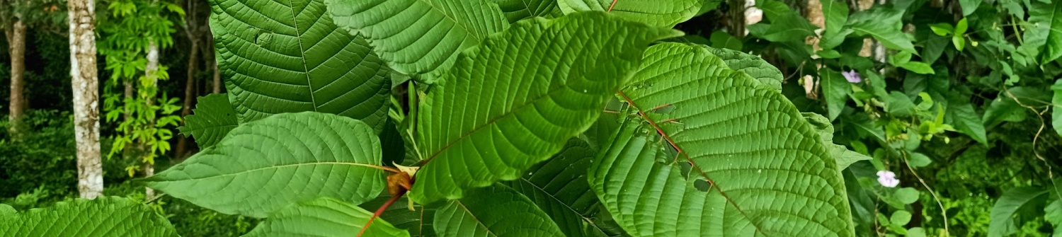 Is Kratom Legal in New Zealand? (What You Need to Know)